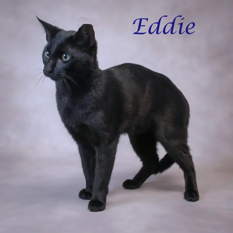 Eddie C thumbnail 5