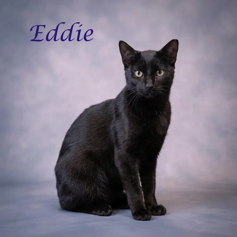 Eddie C thumbnail 6