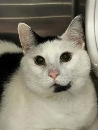 A senior large-sized male Buff & White Domestic Short Hair cat named Batman for adoption in Lansing, MI
