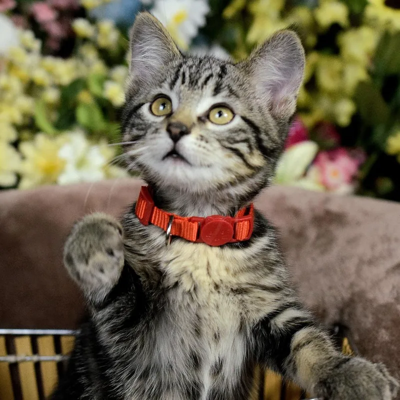 A baby small-sized male Gray / Blue / Silver Domestic Short Hair cat named Little Boy for adoption in Springfield, MO