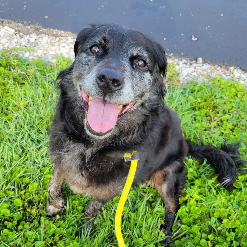 A senior medium-sized female Black Mixed Breed dog named Everlyn for adoption in Nashville, IN
