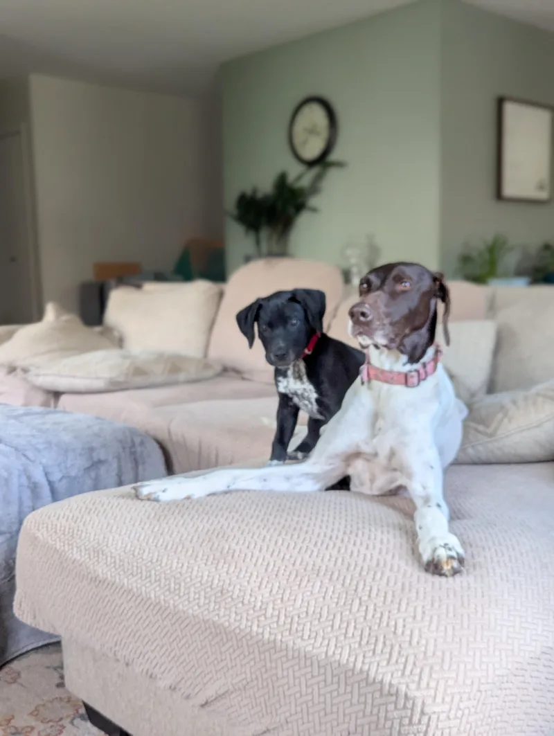 A baby medium-sized male German Shorthaired Pointer dog named Rider for adoption in Alexandria, VA