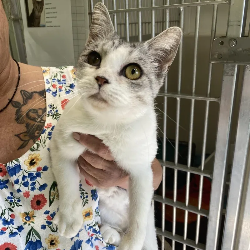 Stevie Nicks thumbnail 2