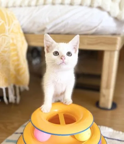 A baby small-sized female Domestic Short Hair cat named Candy for adoption in Honolulu, HI