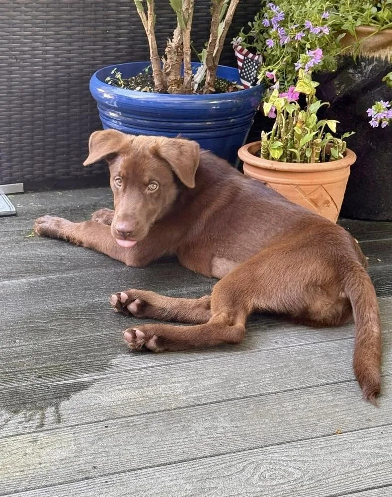 A baby large-sized female Brown / Chocolate Labrador Retriever dog named Lucy for adoption in Greenlawn, NY