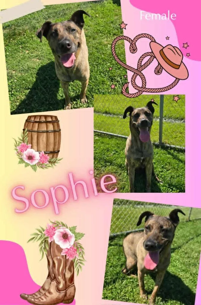 Sophi
