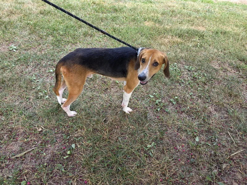 An adult medium-sized male Tricolor (Brown, Black, & White) Hound dog named Outkast for adoption in Greensboro, NC