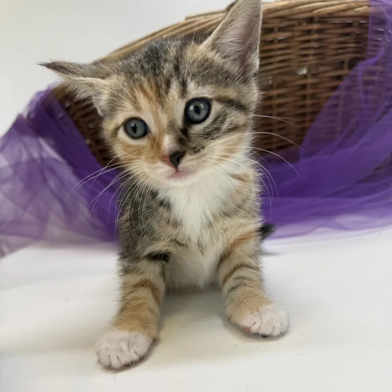 A baby small-sized female Brown / Chocolate Domestic Short Hair cat named Tootsie RollC for adoption in East Saint Louis, IL