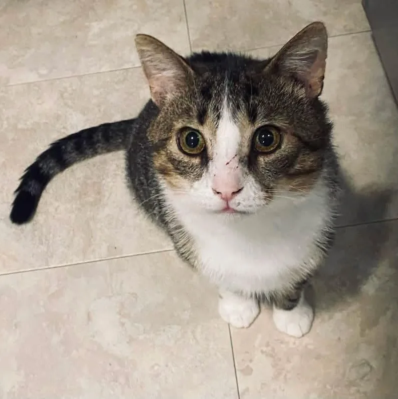 An adult large-sized male Tabby (Buff / Tan / Fawn) Domestic Short Hair cat named Captain aka Cap for adoption in DuBois, PA