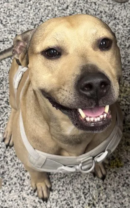 An adult large-sized male Mixed Breed dog named Rocko for adoption in West Chester, PA