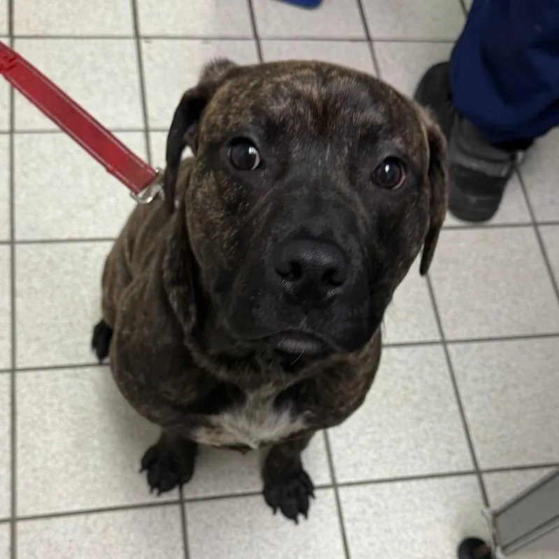 An adult medium-sized male Brindle Mixed Breed dog named Fred for adoption in Charleston, WV