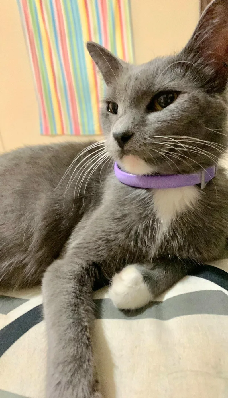 An adult medium-sized female Gray & White Russian Blue cat named Sox for adoption in Gregory, TX