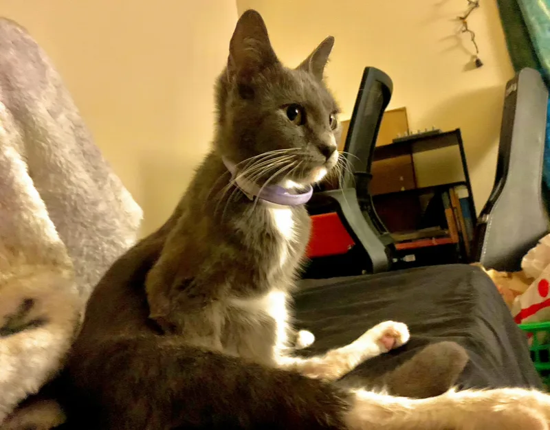 Sox thumbnail 3