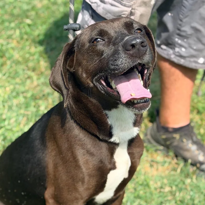 An adult medium-sized female Black Mixed Breed dog named Darling for adoption in Huntington, WV