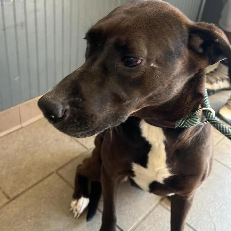 An adult medium-sized female Black Mixed Breed dog named Darling SH for adoption in Huntington, WV