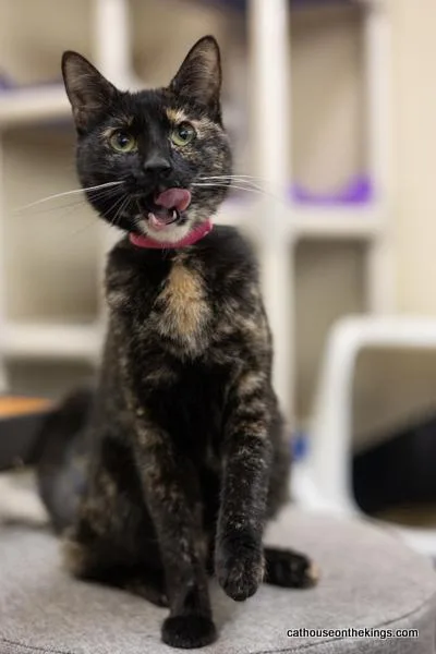 Bella The Torti thumbnail 2