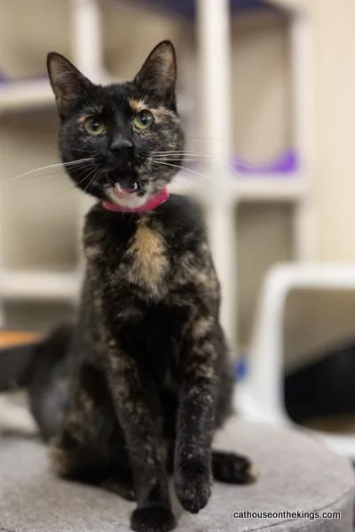 Bella The Torti thumbnail 3