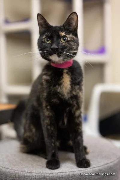 Bella The Torti thumbnail 4