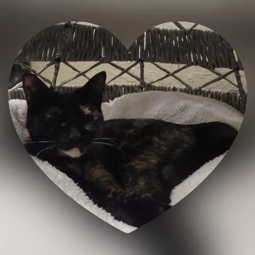 Bella The Torti thumbnail 5