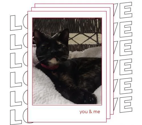 Bella The Torti thumbnail 6