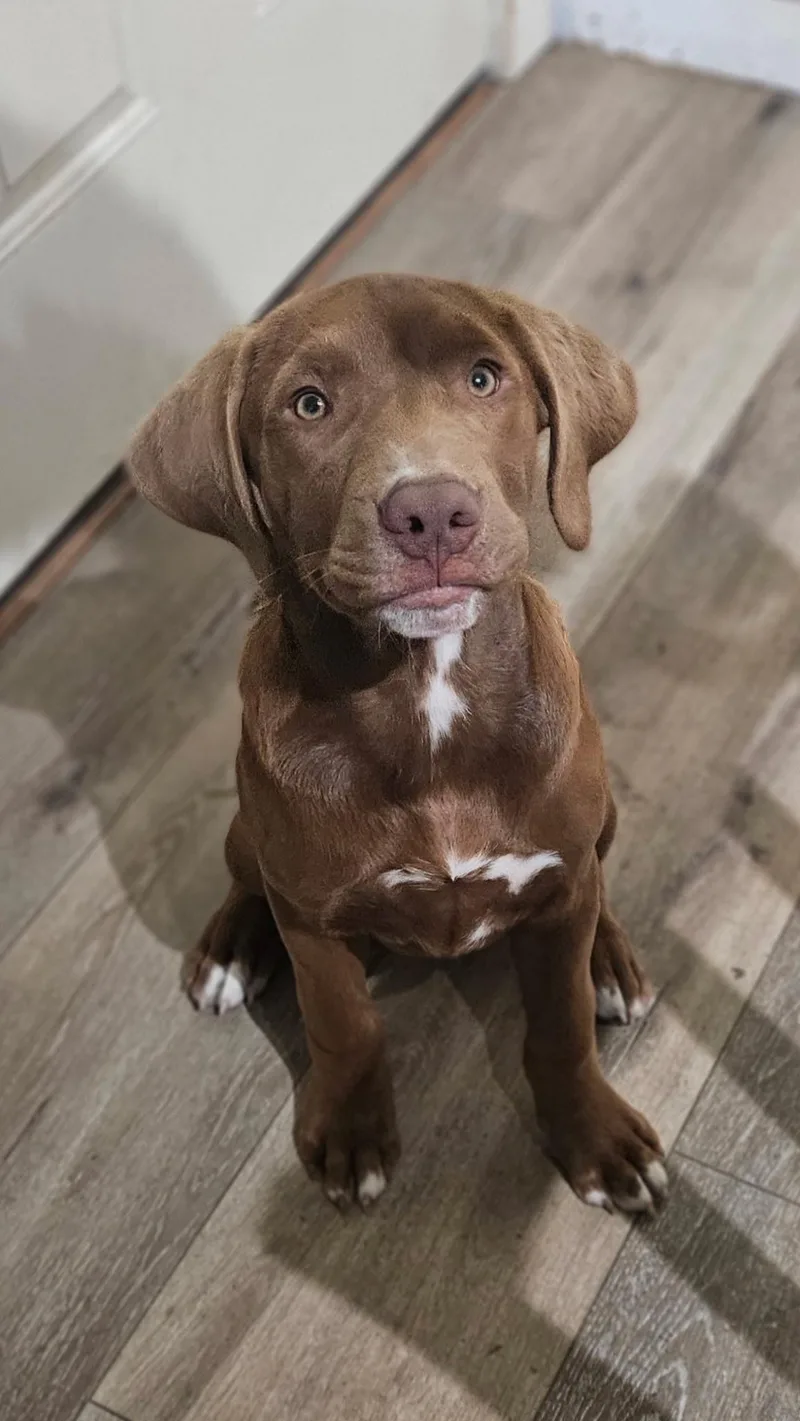 Timber