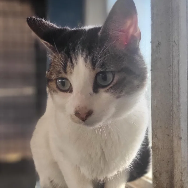 An adult medium-sized male White Domestic Short Hair cat named Wemby for adoption in Austin, TX