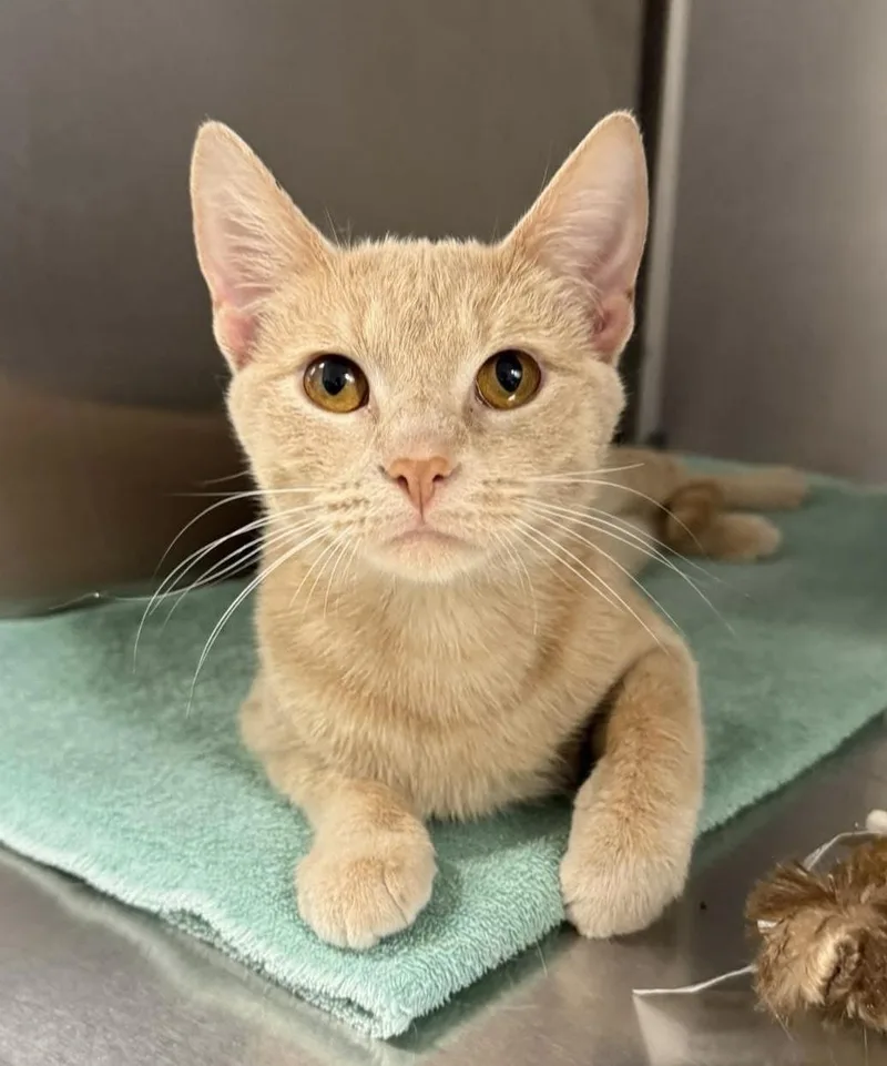 An adult medium-sized female Tabby (Orange / Red) Domestic Short Hair cat named Chickpea for adoption in Breinigsville, PA