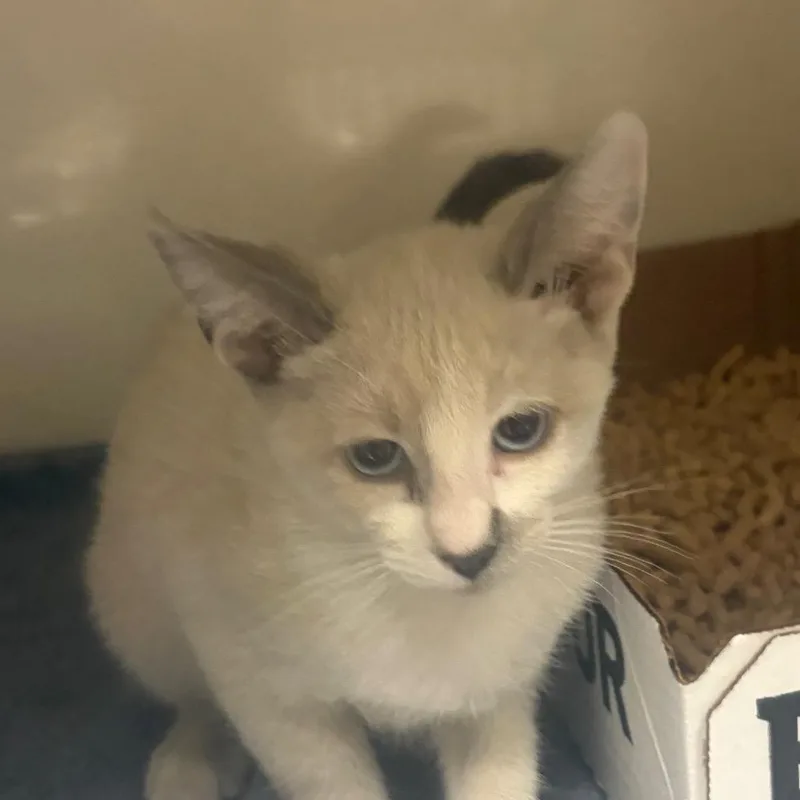 A baby small-sized female Buff / Tan / Fawn Domestic Short Hair cat named Memphis for adoption in Yuma, AZ
