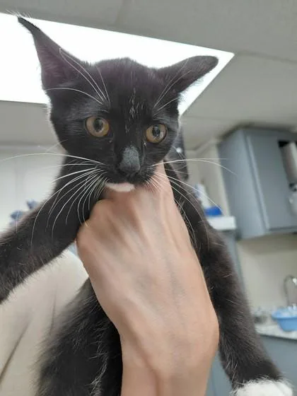 A young small-sized female Domestic Short Hair cat named Ming Ming for adoption in Conway, AR
