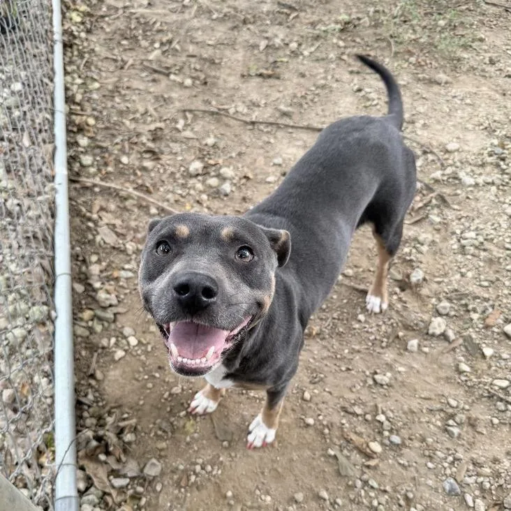 An adult medium-sized female Black Terrier dog named Beauty Queen for adoption in Carencro, LA