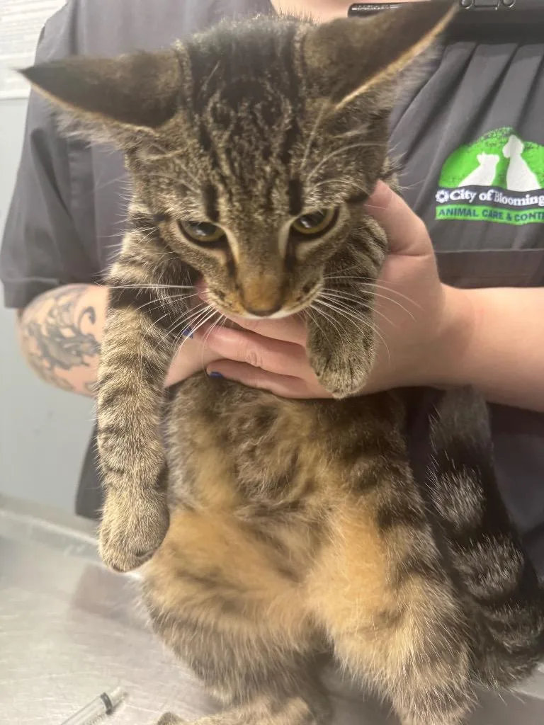 A baby medium-sized female Domestic Short Hair cat named Tempest for adoption in Bloomington, IN