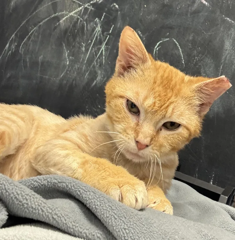 A young medium-sized male Orange / Red Domestic Short Hair cat named Taylor for adoption in Staten Island, NY