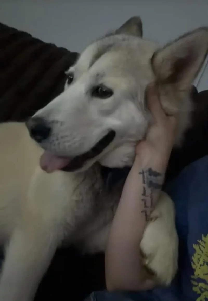 Alpha