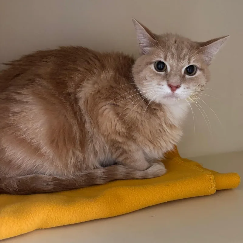 An adult medium-sized male Orange / Red Domestic Medium Hair cat named Coffee for adoption in DeKalb, IL
