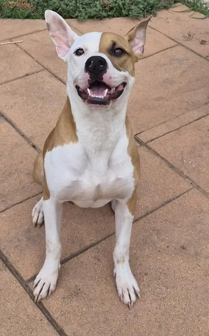 A young medium-sized male Terrier dog named Petey for adoption in Shreveport, LA