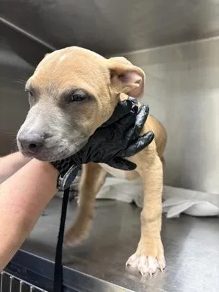 A baby small-sized male Mixed Breed dog named Nugget for adoption in Fairfax, VA