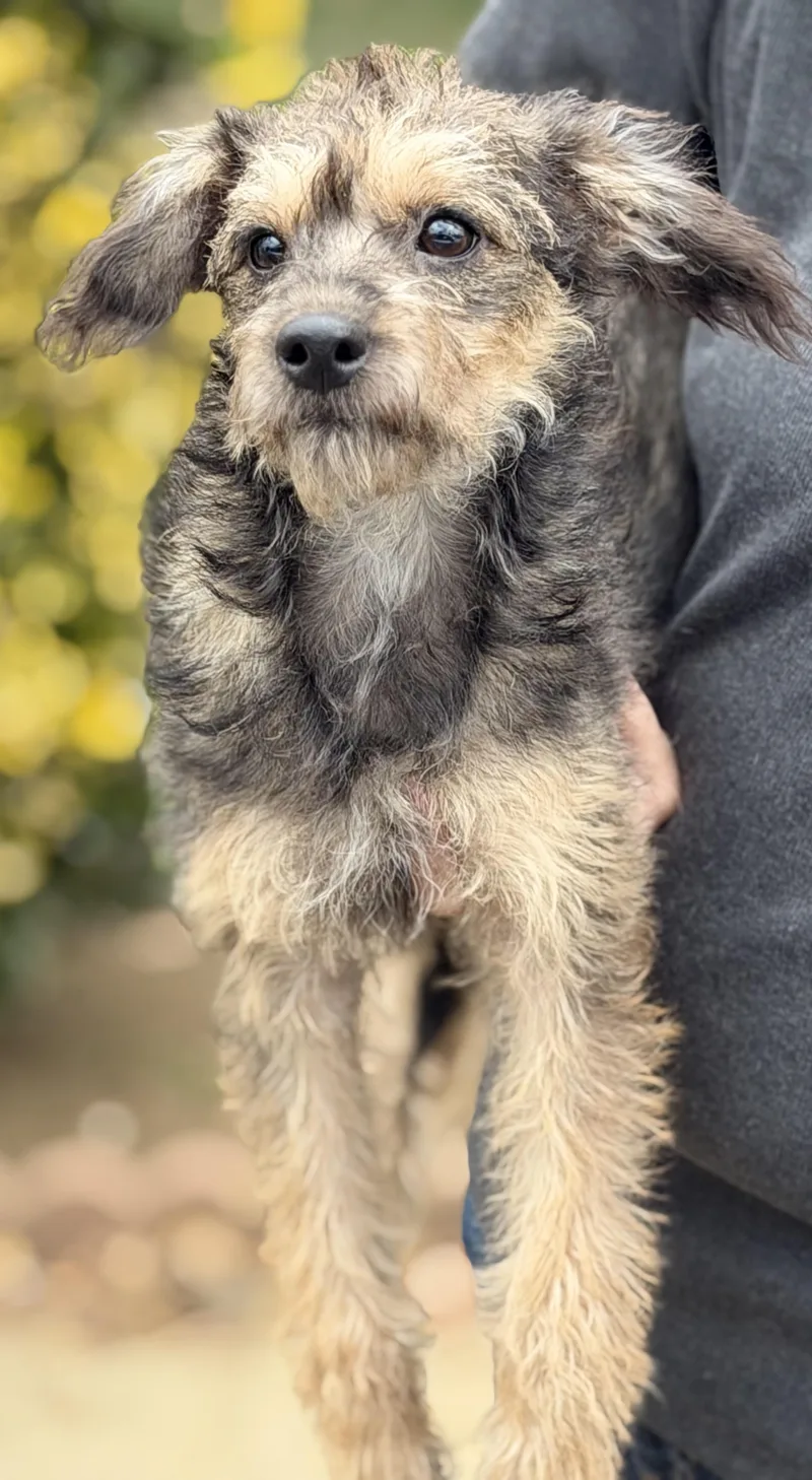 A baby small-sized female Rat Terrier dog named Marley for adoption in Yuba City, CA