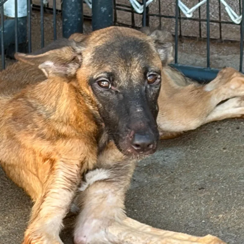 A young small-sized female Brown / Chocolate Mixed Breed dog named Mary for adoption in Lake Jackson, TX