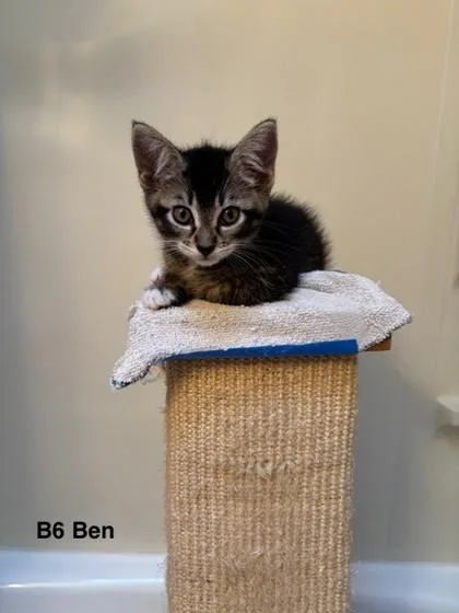 A baby small-sized male Domestic Short Hair cat named Azure for adoption in Bellevue, WA