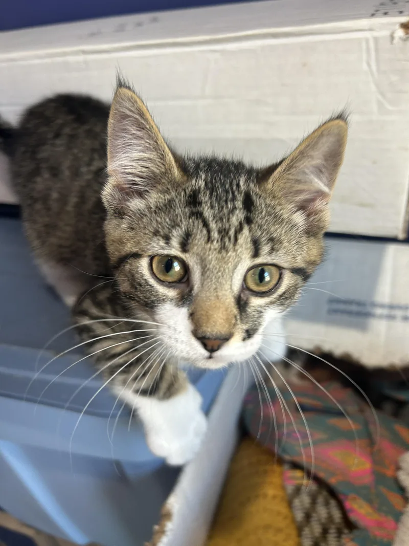 A baby small-sized male Domestic Short Hair cat named A Blake for adoption in Havertown, PA