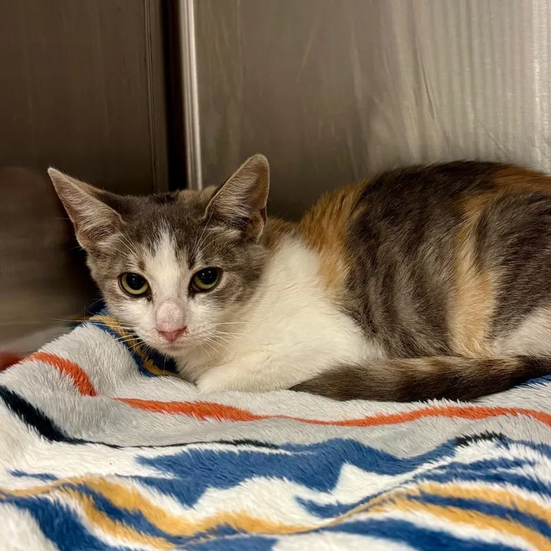 A baby small-sized female Calico Domestic Short Hair cat named Princess Diana for adoption in Austin, TX