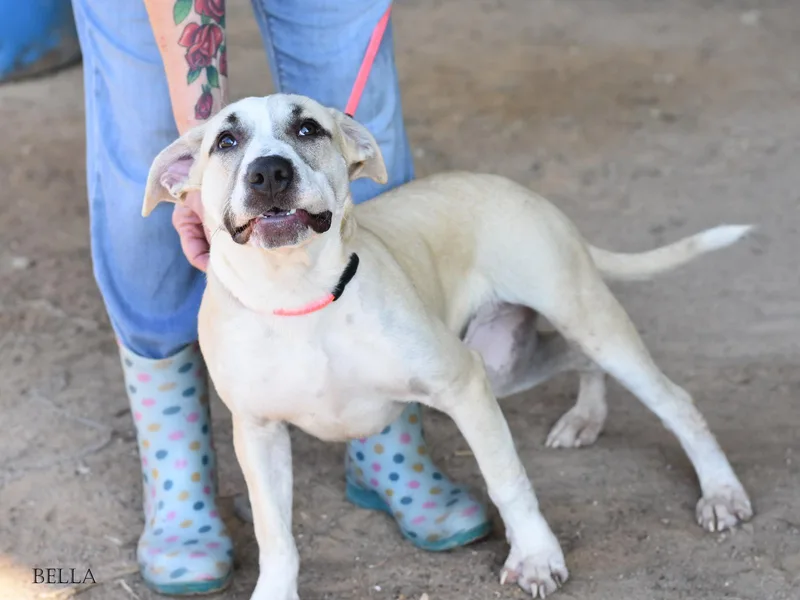 A baby medium-sized female Mixed Breed dog named Bella for adoption in Houston, TX