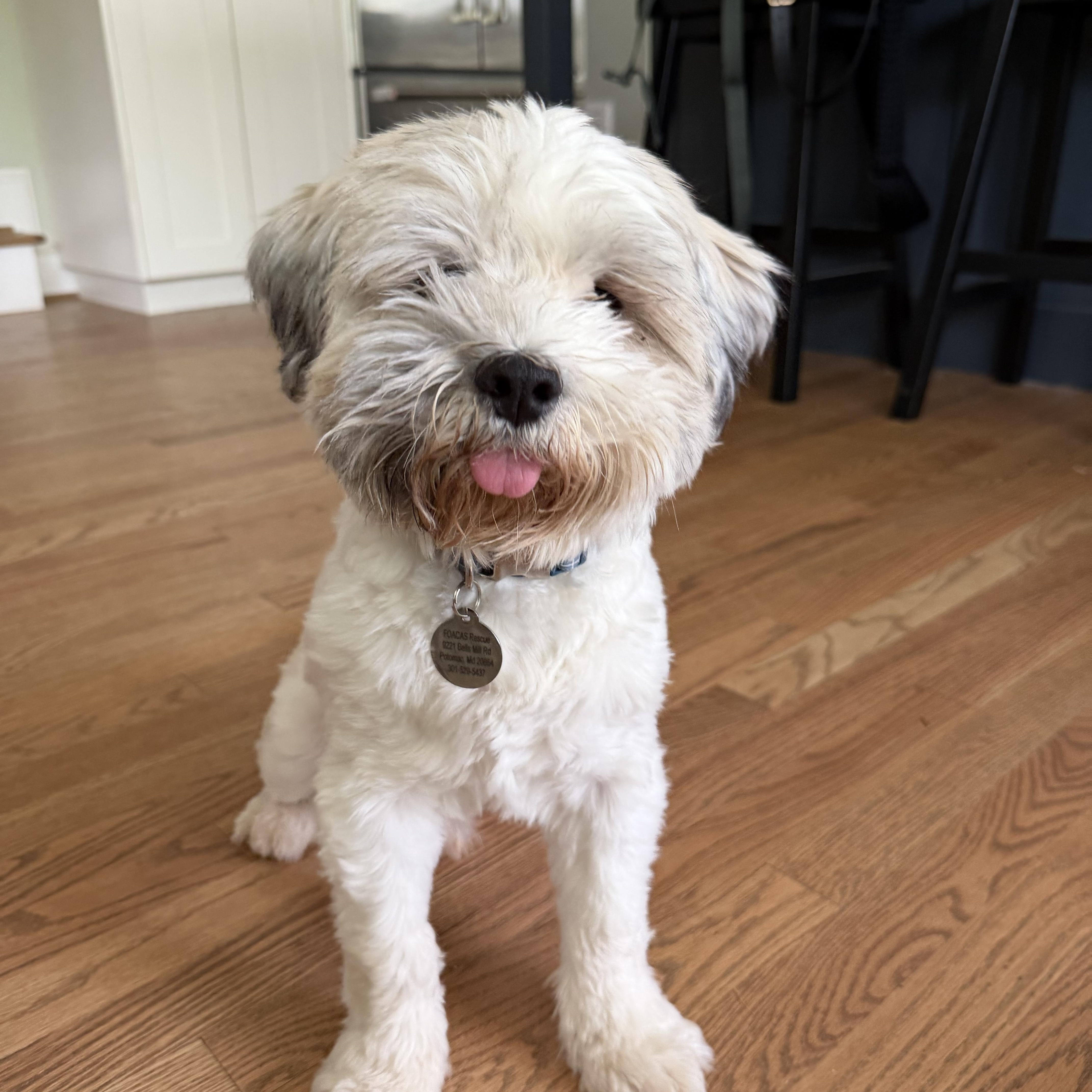 A young small-sized male White / Cream Havanese dog named Charlie G. for adoption in POTOMAC, MD