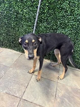 A baby medium-sized female Black Mixed Breed dog named 61385074 for adoption in El Paso, TX