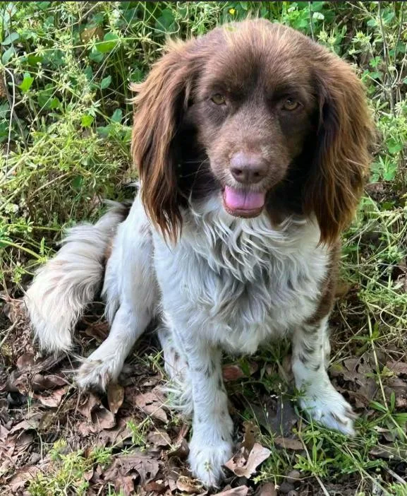 A young small-sized female Spaniel dog named Cookie In La for adoption in Cranston, RI