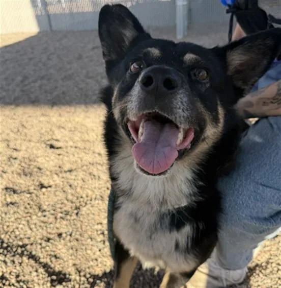 An adult large-sized male German Shepherd Dog dog named Keenan for adoption in Mesa, AZ