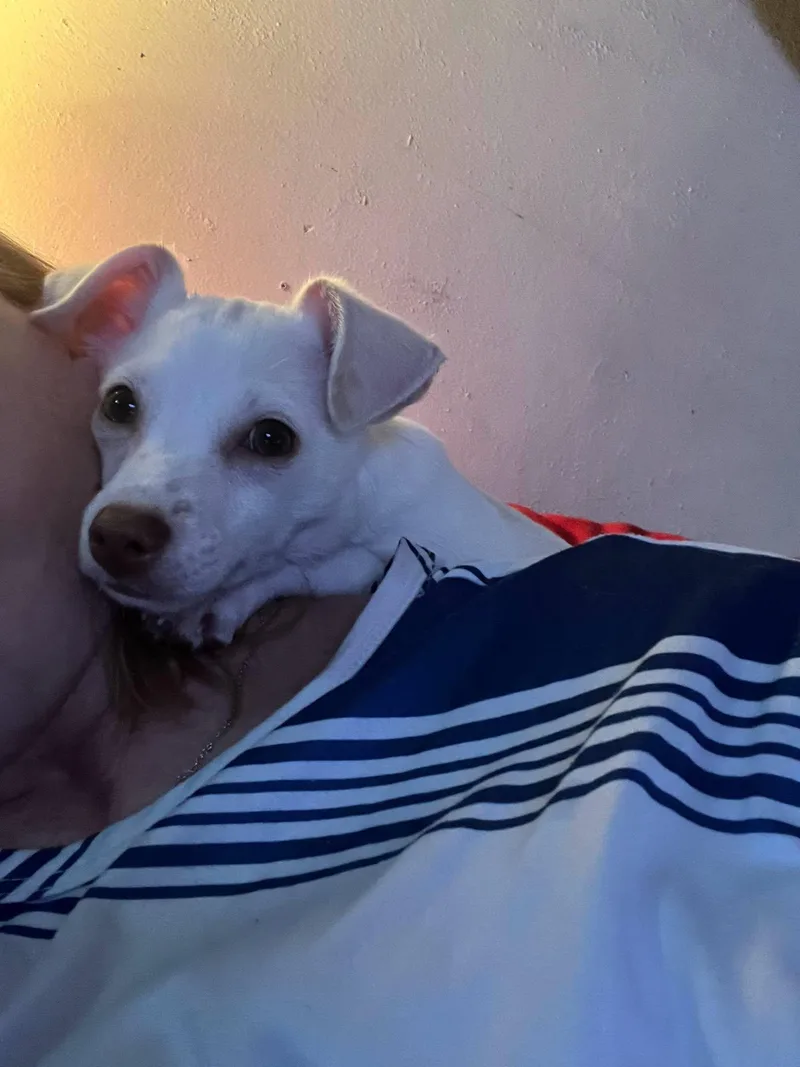 A baby small-sized male Apricot / Beige Chihuahua dog named Wyatt for adoption in Winsted, CT