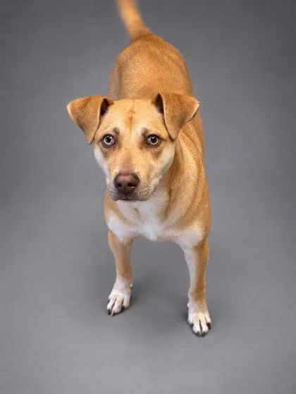 A young medium-sized female Mixed Breed dog named Luna Grace for adoption in Bowling Green, KY