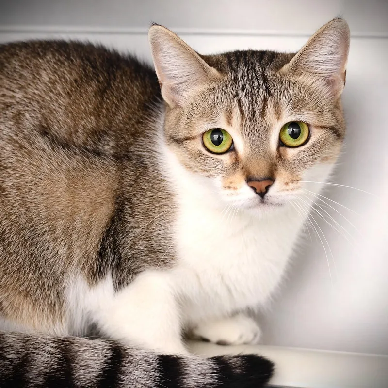 An adult medium-sized female Tabby (Tiger Striped) Domestic Short Hair cat named May for adoption in Amsterdam, NY
