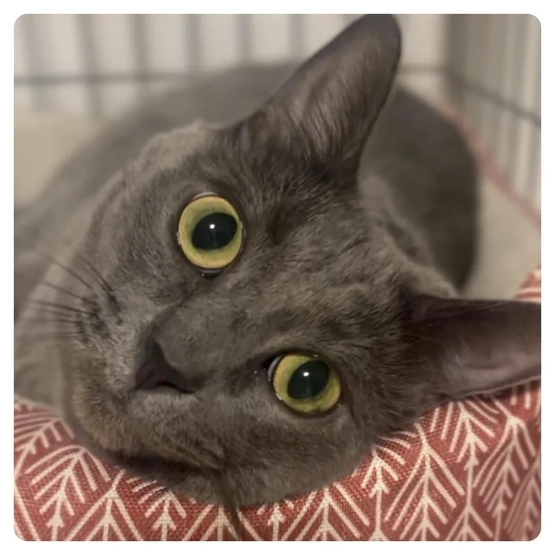 A senior large-sized female Gray / Blue / Silver Domestic Short Hair cat named Annie for adoption in Wiggins, MS